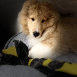 Dalmatian and Shetland Sheepdog Puppies from Karmayne Kennels