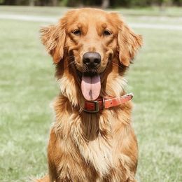 Golden Retrievers from Taylor Made Retrievers