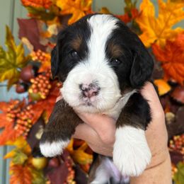 Eggnog - Tri-color female Bernedoodle puppy in Murrieta, California from Brookside Bernedoodles