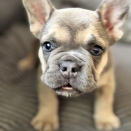 French Bulldog Puppies from Cert. Frenchies