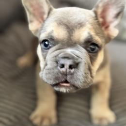 French Bulldog Puppies from Cert. Frenchies