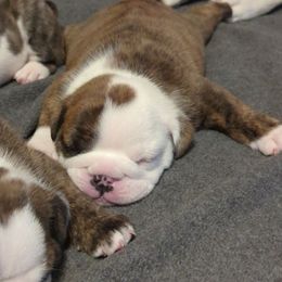 Hampton - Red brindle and white male Bulldog puppy in South Carolina from Heritage Bulldogs