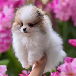 Pomeranian Puppies from POMS OF CBBK