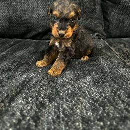 No collar - Black and tan male Airedale Terrier puppy in Branch, Michigan from Aim High Airedales & German Shorthaired Pointers