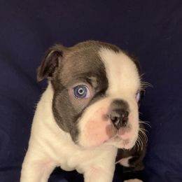 Boston Terrier Puppies from The Gentlemen Breed