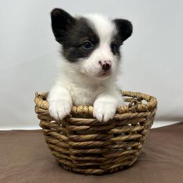 Cosmo (brindle) - Brindle and white male American Corgi puppy in Waco, Texas from The Comma Corgis