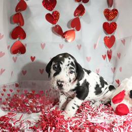 Bruiser - Harlequin male Great Dane puppy in Durango, Iowa from Robin's Great Danes