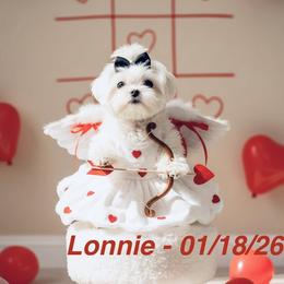 LONNY - White male Maltese puppy in Alexandria, Alabama from Lydia's Maltese and Yorkshire Terriers