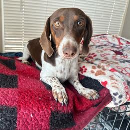 Frankie - Dachshund