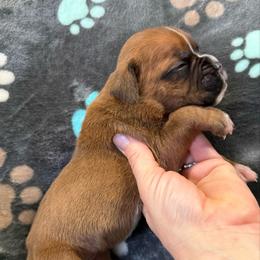 Girl 3 - Fawn female Boxer puppy in Newfoundland, Pennsylvania from Poconopaws