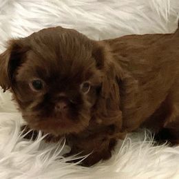 Newman - Chocolate Shih Tzu puppy in Tallahassee, Florida from Bows and Bot Ties