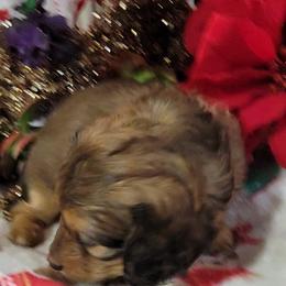 Dachshund Puppies from CLARK'S BREEDING PROGRAM