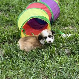 Pembroke Welsh Corgi Puppies from Zugspitze Corgis