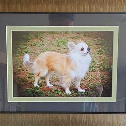 Phantom - Chihuahua