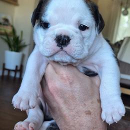 Daisy - Fawn brindle and white female Bulldog puppy in Hebron, North Dakota from Gina's Bulldogs