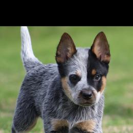 Queen Boy 4 - Blue speckled male Australian Cattle Dog puppy in Monroe, Louisiana from The Sweet Kennels
