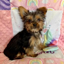 Girl 2 - Parti female Yorkshire Terrier puppy in Bakersfield, California from Yorkie To My Heart