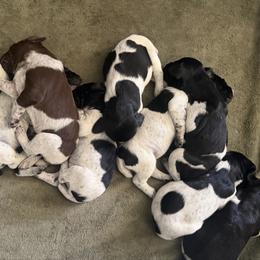 German Shorthaired Pointer puppies from Carlee Farm