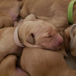 Ms. Pink - Golden female Golden Retriever puppy in Edgewood, New Mexico from Sunny Desert Goldens