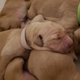 Ms. Pink - Golden female Golden Retriever puppy in Edgewood, New Mexico from Sunny Desert Goldens