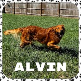 Alvin - Red  male Goldendoodle puppy in Tolono, Illinois from The Golden Rule Doodles