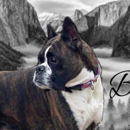 Bella - Boxer