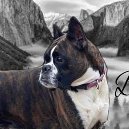 Bella - Boxer