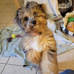 Aussiedoodles from Dixie Poodles Doodles and More