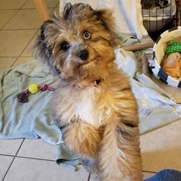 Aussiedoodles from Dixie Poodles Doodles and More