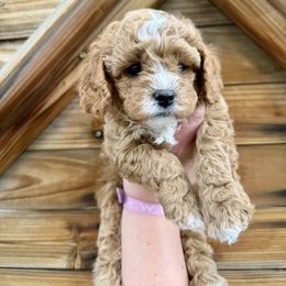 Brownie Boy - Red male Cavapoo puppy in Lehi, Utah from Ellas.Pups (Cavapoo)