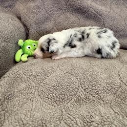 Australian Shepherd Puppies from Westwood Australian Shepherds