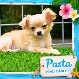 Pasta - Cream male Chihuahua puppy in Demorest, Georgia from Sourpatch Chihuahuas