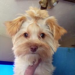 Courage - Yorkshire Terrier