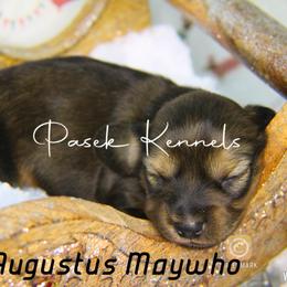Dachshund Puppies from Pasek Kennels