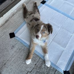 Miniature Australian Shepherd and Toy Australian Shepherd Puppies from Loyal Litters Toy Australian Shepherds