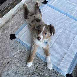 Miniature Australian Shepherd and Toy Australian Shepherd Puppies from Loyal Litters Toy Australian Shepherds