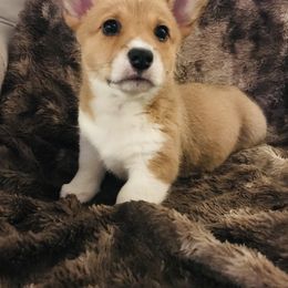 Pembroke Welsh Corgi Puppies from Hammon Pembroke Welsh Corgis
