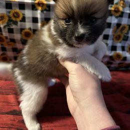 Chihuahua and Pomeranian Puppies from Cheyenne’s Pups