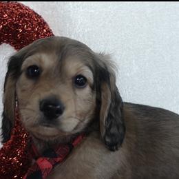 Charlie shaded cream AKC, vet checked, microchipped - Cream male Dachshund puppy in Texarkana, Texas from Millys Pups