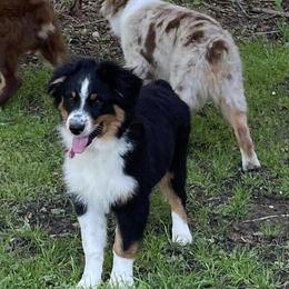Australian Shepherds from Rad Aussies