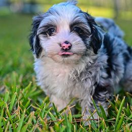 Havapoo and Pomsky Puppies from Pearl of the Orient Seas