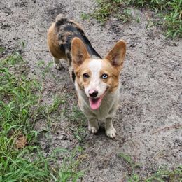 Piper - American Corgi