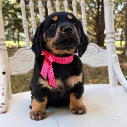 Nova, formerly Elsie 2800 - Black and tan female Dachshund puppy in Hendersonville, North Carolina from Snarky Doxy Miniature Dachshunds