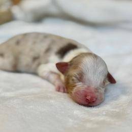 Ash - Red merle female Australian Shepherd puppy in Murrayville, Georgia from Mountain Ridge Aussies