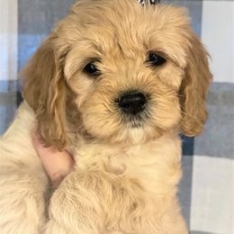 Cavapoo and Cockapoo Puppies from Clearview Canines
