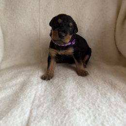 Sam - Black and tan male Airedale Terrier puppy in Thomasville, North Carolina from Beitzel Babies