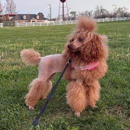Scarlett - Poodle