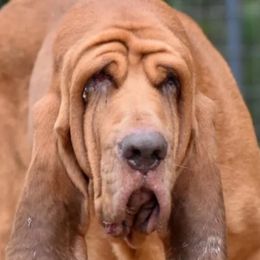 Bloodhounds from Ozark Mountain Kennel Bloodhounds
