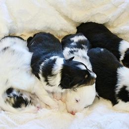 Rottweiler and Toy Shetland Sheepdog Puppies from Mountain High Kennels