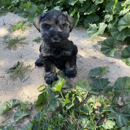 Miniature Schnauzer Puppies from Apples schnauzers